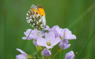 An orange tip butterfly enjoying a feed from a lady’s-smock by Fiona Currie