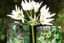 Wild Garlic or Ramsons (Allium ursinum)