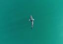 A juvenile great white shark off Padaro Beach in California (Patrick Rex/California State University/PA)