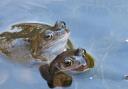 Nature Notes - frogs