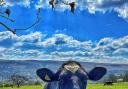 A cow enjoying the sunshine in Ilkley