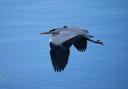 A heron in flight by Fiona Currie