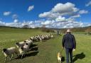 Fluffy white clouds and lambs on Good Friday at Bolton Abbey by Thomas Soo