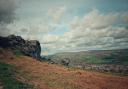The cow and calf at Ilkley Moor taken on a Samsung galaxy s22 by Zoe Hodkinson