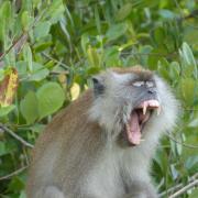 A Long-tailed Macaque