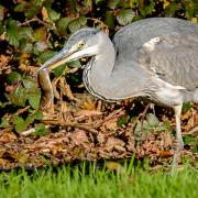 Heron with vole by Steve Westerman