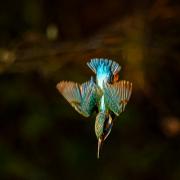 Kingfisher diving. Photo by Steve Westerman