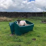 Jill Riley took this photo at Langbar and said: “How about this for a ‘cool ewe’ ?!! I took it yesterday morning (May 25) coming down the road from Beasley Beacon.”