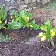 This is skunk cabbage photographed by John Smith in Stead, near Ben Rhydding
