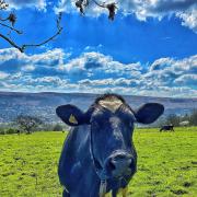 A cow enjoying the sunshine in Ilkley