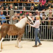 Hillside Silver Princess topped the Hillside Cobs reduction sale at 6,800gns with vendor Clare Bland.