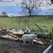 A fallen tree along Bleach Mill Lane, Menston with Otley Chevin in the backgound. The sheep seem to be enjoying eating the bark off the tree and have done a good job so far, by Nick Turnbull