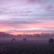 Sunrise and mist over Harlow Carr Gardens taken by Julie Addyman