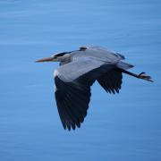 A heron in flight by Fiona Currie