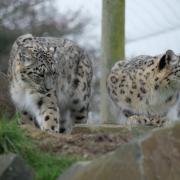 Taken at Northumberland Zoo by Fiona Currie, of Ilkley, who said: “A hidden gem of a zoo”