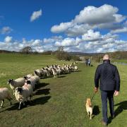 Fluffy white clouds and lambs on Good Friday at Bolton Abbey by Thomas Soo