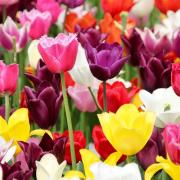 Spring tulips Image: Pixabay