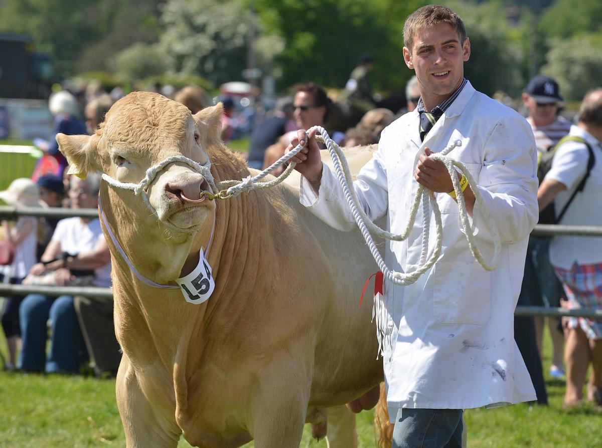 An exhibitor shows off a bull at Otley Show 2014