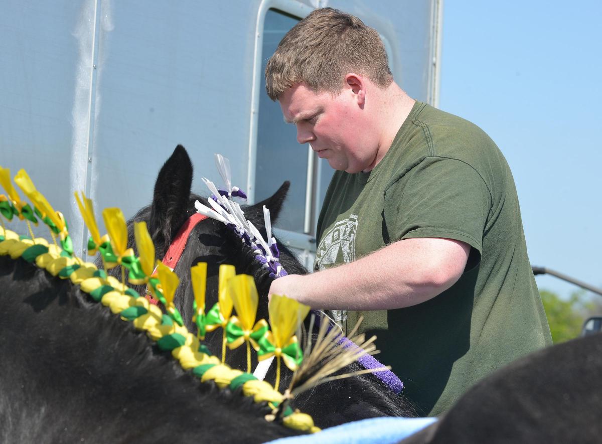 Preparing his horses for the show is Carl Wilkins.
