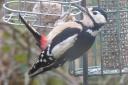 The female woodpecker