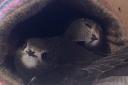 Swifts, taken by Linda Jenkinson of Start Birding, who fosters many chicks