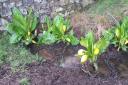 This is skunk cabbage photographed by John Smith in Stead, near Ben Rhydding