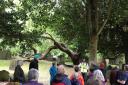 The rare willow tree in Otley Parish Church grounds is one of the special trees in the Otley Favourite Trees Walk led by Wildlife Friendly Otley in this year’s Otley Walking Festival