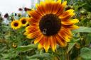Sunflowers at Harlow Carr by Pauline Garner, of Otley