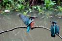 A pair of Kingfishers at Golden Acre Park by Steve Davey