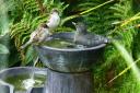 Pauline Garner took this photo of a bird bath in her Otley garden where a resident blackbird has decided it’s made for him and now keeps taking extra long baths there defying all attempts by other would be bathers!