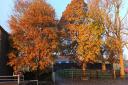 Lovely autumn colours taken by Julie Addyman