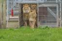 The lions explore their habitat at Yorkshire Wildlife Park