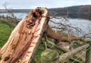 Hundreds of trees were damaged during Storm Arwen