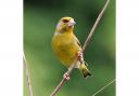 Greenfinch. Picture: Liz Reece