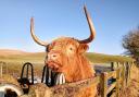 Craven's rurality is a pull for retirees. Highland cattle at Hellifield