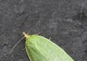 green oak tortrix moth