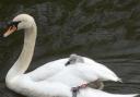 Swan and a cygnet