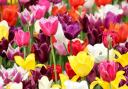 Spring tulips Image: Pixabay