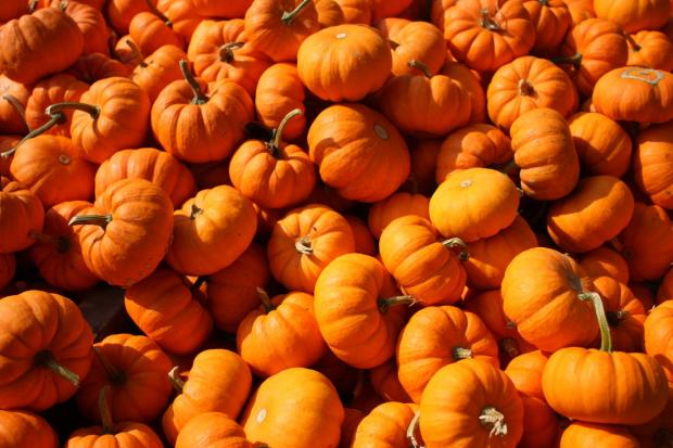Ilkley Gazette: Pumpkins (Canva)