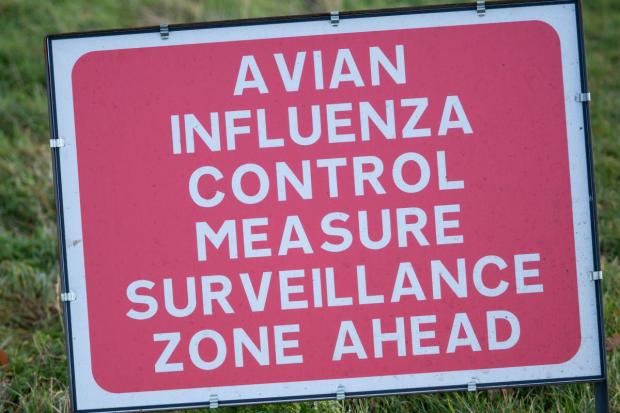 Ilkley Gazette: Seabirds won't be taken into RSPCA branches due to the spread of avian flu recently (PA)