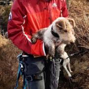 A relaxed Pippet is safely rescued. Picture UWFRA