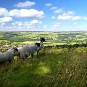Bradford Council is appealing to dog owners to keep their pet on a short lead to protect wildlife and animals on Ilkley Moor, such as sheep