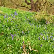Bluebells in Oxenber Woods