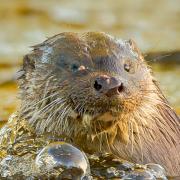 Otter with an injured face
