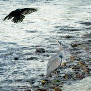 Heron and crows