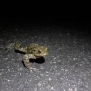 A toad making the risky journey to cross East Busk Lane in Otley