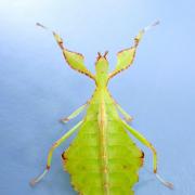 A leaf insect