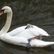 Swan and a cygnet