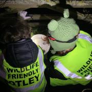 Saving toads on East Busk Lane, Otley