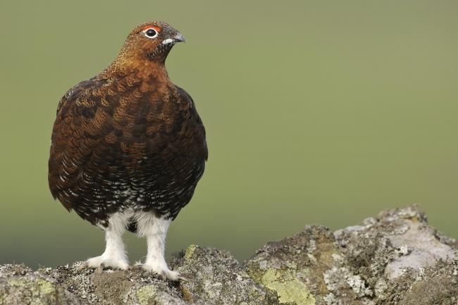 A red grouse on wall. Ilkley Moor's grouse population is said to be doing well as a result of work by Bingley, Burley and Ilkley Moors Partnership